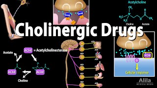 Cholinergic Drugs  Pharmacology Animation [upl. by Kannan219]