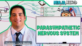 Neurology  Parasympathetic Nervous System [upl. by Beller603]