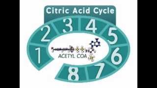 The Citric Acid Cycle An Overview [upl. by Annaig]