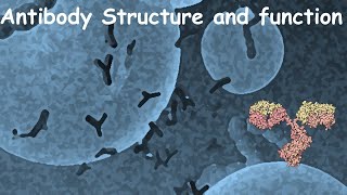 Antibody structure and function [upl. by Fredia]