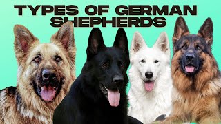 German Shepherd Types  5 Types of German Shepherds [upl. by Aihsad]