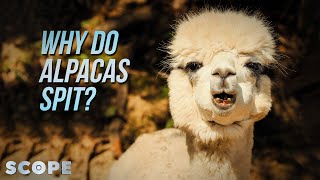 Why Do Alpacas Spit  SCOPE TV [upl. by Madonna316]