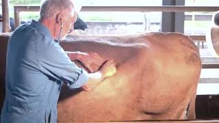 Clinical examination of the cow [upl. by Dde977]