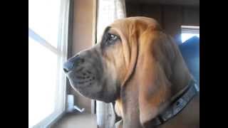 Tank the Bloodhound Howling [upl. by Azmah]