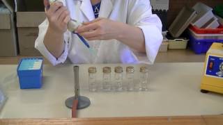 How to create serial dilutions [upl. by Ameline325]