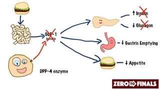 How does sitagliptin work DPP4 inhibitors and GLP1 mimetics [upl. by Symon]