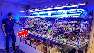 Most Beautiful Private Reef Tanks 400 GALLON [upl. by Treva702]