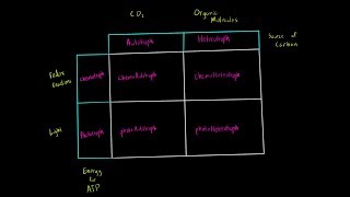 Autotrophs vs Heterotrophs and Chemotrophs vs Phototrophs Introduction Biology Metabolism MCAT [upl. by Akinna]