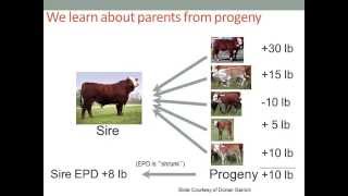 Genetics Selection Tools in Beef Cattle EPDs and Antagonisms [upl. by Zellner]