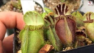 Cephalotus Pitcher Plant Care Triming dead Pitchers amp the Carnivorous Plant soil mix I use for them [upl. by Chrotoem]