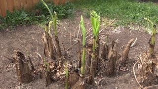 Covering your Hardy Banana  Musa basjoo for the Winter [upl. by Akisej]