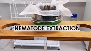 NEMATODE EXTRACTION BAERMANN FUNNEL METHOD [upl. by Rubma]