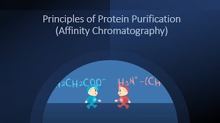 Principles of Protein Purification Affinity Chromatography [upl. by Hoffmann]