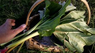 Identifying Burdock [upl. by Atiniuq]