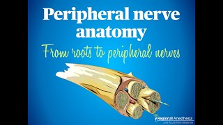 Peripheral Nerve Anatomy From Roots to Peripheral Nerves [upl. by Ahsyt515]