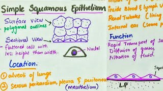 Simple Squamous Epithelium  Location  Function [upl. by Adnilrem565]