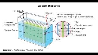 Western blot [upl. by Cahan661]