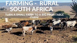 FARMING IN RURAL SOUTH AFRICA from small farm to big profitable farm [upl. by Ais262]