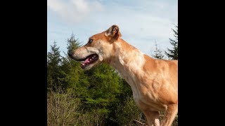 Hunting Lurchers [upl. by Atnwahsal392]