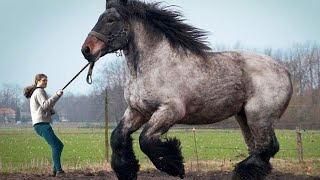 12 LARGEST Horse Breeds In The World [upl. by Stillas]