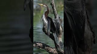 spectacular bird Indian darter also known as Snakebird or Anhinga shorts youtubeshorts [upl. by Phox]