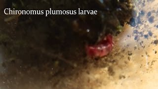 Chironomus plumosus larvae [upl. by Jeffie]