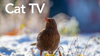 Videos for Cats To Watch  12 Hours of Birds and Squirrels HD [upl. by Lepine429]