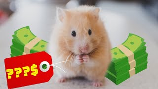 How much does hamster cost [upl. by Akimit]