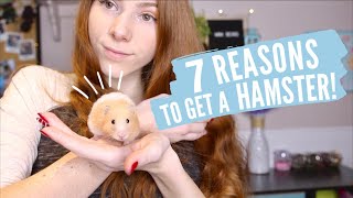 7 Reasons to Get a Hamster [upl. by Cymbre]