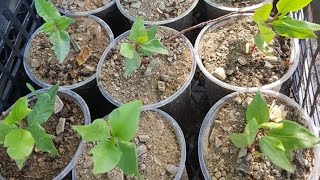 Pista  Pistachio Nursery How To Grow pistachio From seeds [upl. by Mroz]