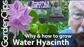 Water Hyacinth  Reasons Why and Why Not to Grow Water Hyacinth  Eichhornia crassipes [upl. by Aramad]