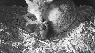 Noisy Newborn Mexican Gray Wolf Pups [upl. by Ainimreh]