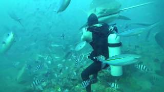 5 m TIGERSHARK almost bites divers head off in Fiji [upl. by Angela]