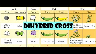 Dihybrid cross [upl. by Vida188]