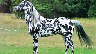 10 Beautifully Colored Rare Horse Breeds [upl. by Tyson]