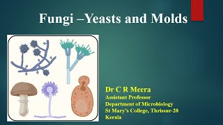 Fungi  Yeast and Molds  Dr C R Meera [upl. by Nagah345]