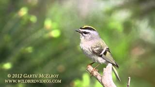 Goldencrowned Kinglet in Maine [upl. by Hnid]