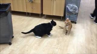 An example of normal feline play behavior [upl. by Yarised]