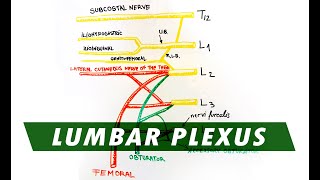 Anatomy  Lumbar Plexus [upl. by Eeloj]