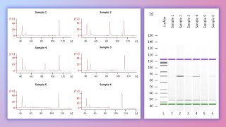 Forensic DNA Profiling Part 3 [upl. by Nrehtac353]