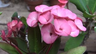 Growing Crown of Thorns Euphorbia milii [upl. by Notled]