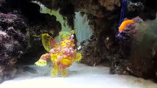 Rare Frogfish Gobbles Them Up [upl. by Anirtap702]