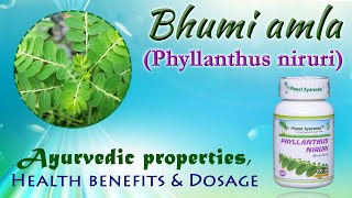 Bhumi amla Phyllanthus niruri  Ayurvedic properties Health benefits amp Dosage [upl. by Aggappe]