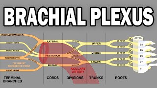 THE BRACHIAL PLEXUS AND UPPER LIMB INNERVATION [upl. by Ecineg649]