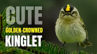 Cute Goldencrowned Kinglet [upl. by Nois]