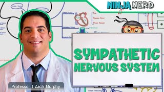 Neurology  Sympathetic Nervous System [upl. by Lodovico994]