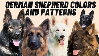 7 Different GERMAN SHEPHERD Coat Color Patterns [upl. by Benoit934]