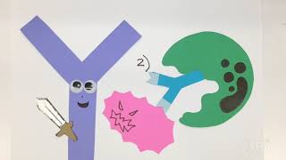 GCSE Biology  Monoclonal Antibodies 40 [upl. by Sabine683]