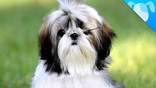 Shih Tzu Facts [upl. by Saltzman250]