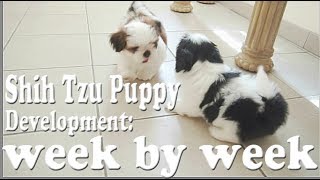 Shih Tzu Puppy Development week by week [upl. by Horn]